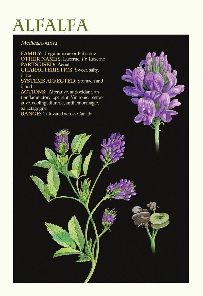 Medicinal Herbs of Western Canada