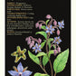 Medicinal Herbs of Western Canada