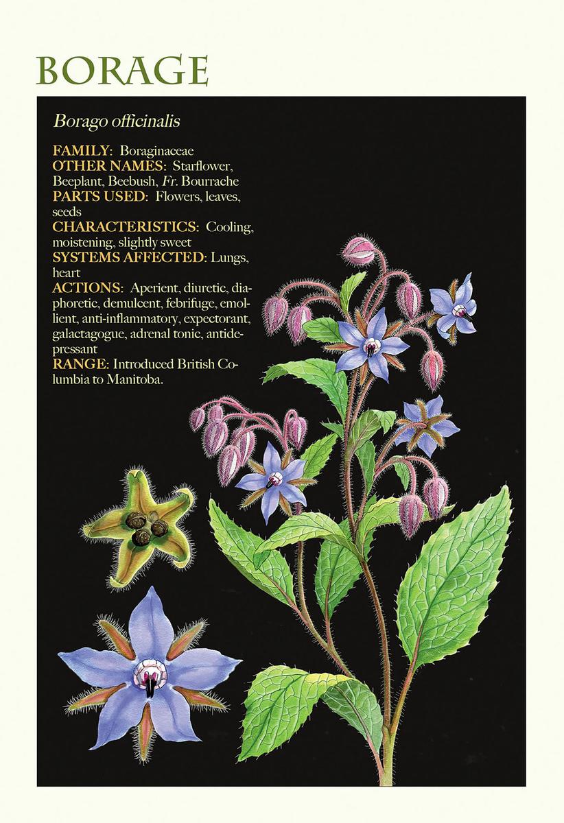 Medicinal Herbs of Western Canada